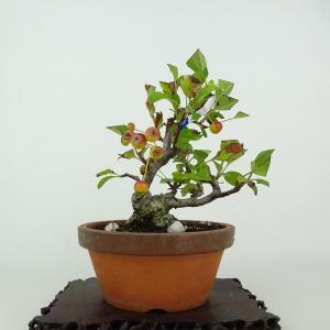 美芸　盆栽鉢　六角 盆栽小鉢：美芸（常滑）六角鬼面足面付鉢 15.5cm*資材 : 遊恵