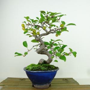 盆栽：特選皐月(金采)現品*さつき サツキ Rhododendron indicum