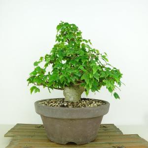 盆栽：楓石付* 現品 一点物 かえで カエデ Kaede bonsai Acer 小品盆栽