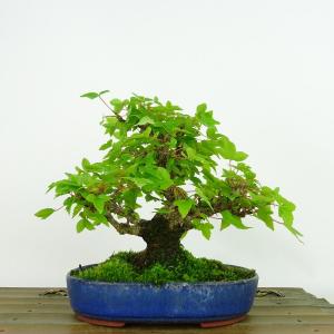 盆栽 楓 樹高 約14cm かえで Acer カエデ 紅葉 カエデ科 落葉樹 観賞用 小品 現品