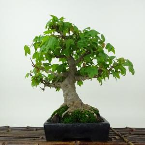盆栽 楓 樹高 約19cm かえで Acer カエデ 紅葉 カエデ科 落葉樹 観賞用 小品 現品