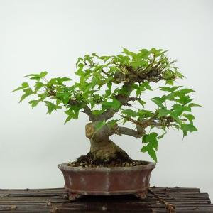 盆栽 楓 樹高 約18cm かえで Acer カエデ 紅葉 カエデ科 落葉樹 観賞用 小品 現品