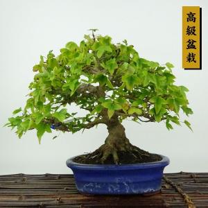 盆栽 特選：皐月(大盃)現品*さつき サツキ Rhododendron indicum