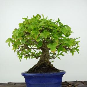 盆栽 楓 樹高 約17cm かえで 高級盆栽 ...の詳細画像1