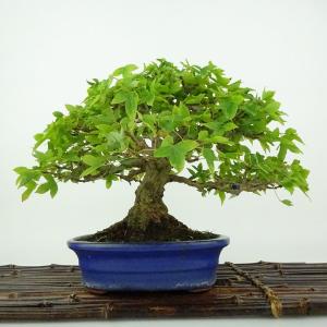 盆栽 楓 樹高 約17cm かえで 高級盆栽 ...の詳細画像2