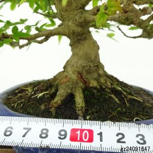 盆栽 楓 樹高 約17cm かえで 高級盆栽 ...の詳細画像4