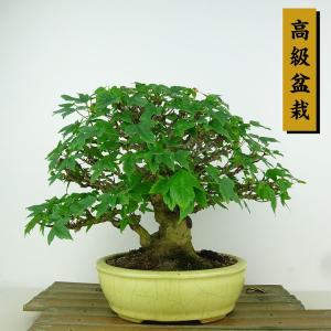盆栽鉢　昭山 現代小鉢：昭山 足付モッコ鉢【現品】*shouzan 12.4cm : 遊恵盆栽