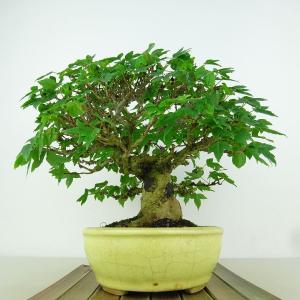 盆栽 楓 樹高 約18cm かえで 高級盆栽 ...の詳細画像1