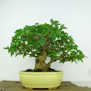 盆栽 楓 樹高 約18cm かえで 高級盆栽 ...の詳細画像2