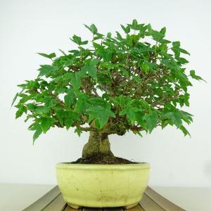 盆栽 楓 樹高 約18cm かえで 高級盆栽 ...の詳細画像3