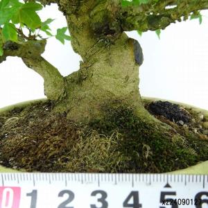 盆栽 楓 樹高 約18cm かえで 高級盆栽 ...の詳細画像4