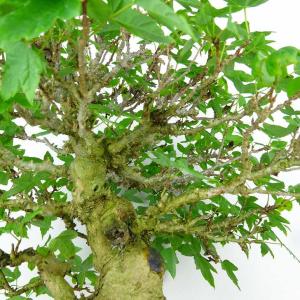 盆栽 楓 樹高 約18cm かえで 高級盆栽 ...の詳細画像5