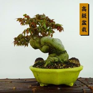 盆栽 楓 樹高 約25cm かえで 高級盆栽 Acer カエデ 紅葉 カエデ科