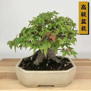 盆栽 楓 樹高 約25cm かえで 高級盆栽 Acer カエデ 紅葉 カエデ科