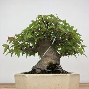 盆栽 楓 樹高 約14cm かえで 高級盆栽 ...の詳細画像1
