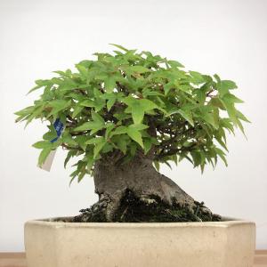 盆栽 楓 樹高 約14cm かえで 高級盆栽 ...の詳細画像2