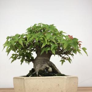 盆栽 楓 樹高 約14cm かえで 高級盆栽 ...の詳細画像3