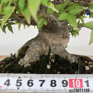 盆栽 楓 樹高 約14cm かえで 高級盆栽 ...の詳細画像4