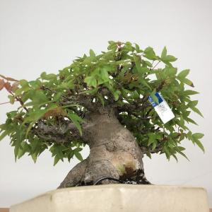 盆栽 楓 樹高 約14cm かえで 高級盆栽 ...の詳細画像5