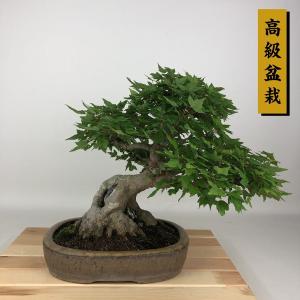 盆栽 楓 樹高 約28cm かえで 高級盆栽 Acer カエデ 紅葉 石付き カエデ科 落葉樹 観賞用 現品