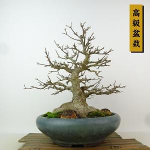 盆栽 楓 樹高 約25cm かえで 高級盆栽 Acer カエデ 紅葉 カエデ科 落葉樹 観賞用 現品