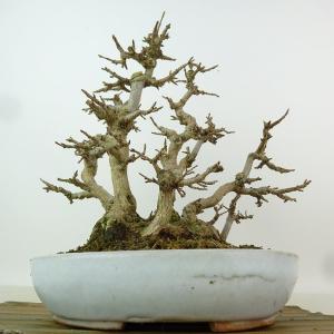 盆栽 楓 樹高 約24cm かえで 高級盆栽 ...の詳細画像2