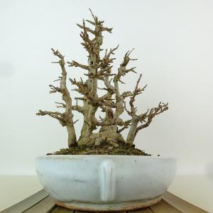 盆栽 楓 樹高 約24cm かえで 高級盆栽 ...の詳細画像3