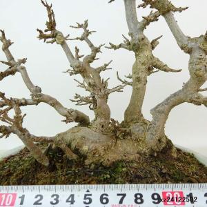 盆栽 楓 樹高 約24cm かえで 高級盆栽 ...の詳細画像4