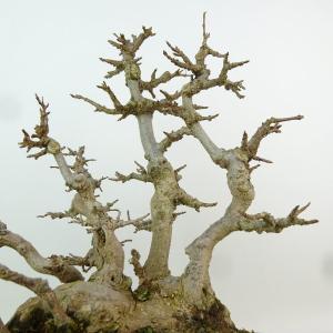 盆栽 楓 樹高 約24cm かえで 高級盆栽 ...の詳細画像5