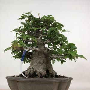 盆栽 楓 樹高 約19cm かえで 高級盆栽 ...の詳細画像1