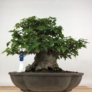 盆栽 楓 樹高 約19cm かえで 高級盆栽 ...の詳細画像2