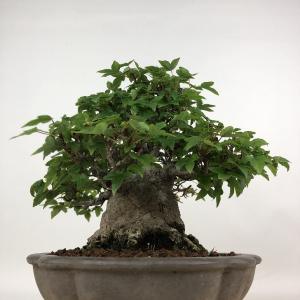 盆栽 楓 樹高 約19cm かえで 高級盆栽 ...の詳細画像3