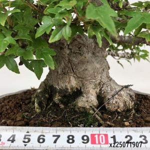 盆栽 楓 樹高 約19cm かえで 高級盆栽 ...の詳細画像4