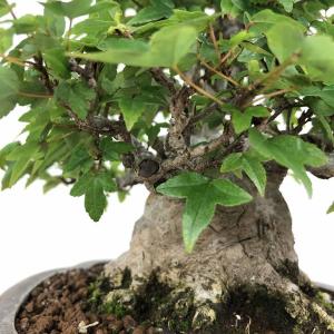 盆栽 楓 樹高 約19cm かえで 高級盆栽 ...の詳細画像5