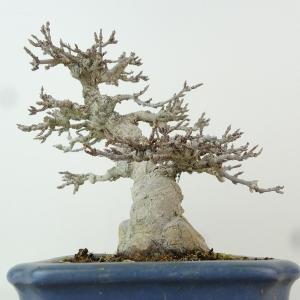 盆栽 楓 樹高 約13cm かえで 高級盆栽 ...の詳細画像1