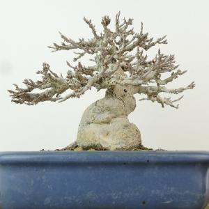 盆栽 楓 樹高 約13cm かえで 高級盆栽 ...の詳細画像2
