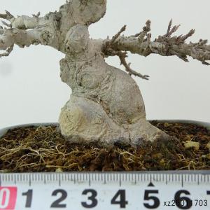 盆栽 楓 樹高 約13cm かえで 高級盆栽 ...の詳細画像4