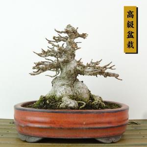 盆栽 楓 樹高 約11cm かえで 高級盆栽 Acer カエデ 紅葉 カエデ科 落葉樹 観賞用 小品 現品