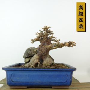 盆栽 楓 樹高 約13cm かえで 高級盆栽 Acer カエデ 紅葉 石付き カエデ科 落葉樹 観賞用 小品 現品