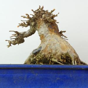 盆栽 楓 樹高 約15cm かえで 高級盆栽 ...の詳細画像2