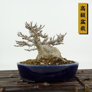 盆栽 楓 樹高 約11cm かえで 高級盆栽 Acer カエデ 紅葉 カエデ科 落葉樹 観賞用 小品 現品