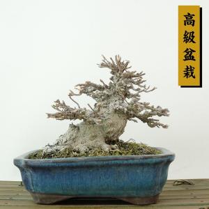 盆栽 楓 樹高 約10cm かえで 高級盆栽 Acer カエデ 紅葉 カエデ科 落葉樹 観賞用 小品 現品