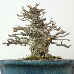 盆栽 楓 樹高 約10cm かえで 高級盆栽 ...の詳細画像1