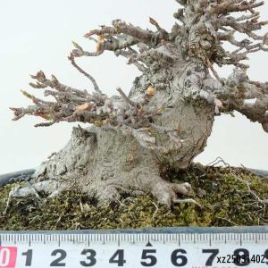 盆栽 楓 樹高 約10cm かえで 高級盆栽 ...の詳細画像4