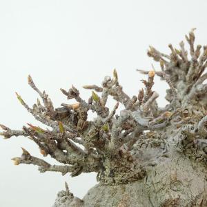 盆栽 楓 樹高 約10cm かえで 高級盆栽 ...の詳細画像5