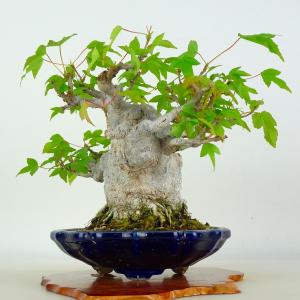 盆栽 楓 樹高 約16.5cm かえで 高級盆...の詳細画像3