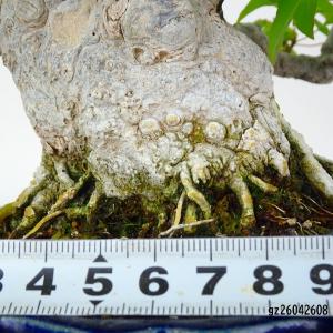盆栽 楓 樹高 約16.5cm かえで 高級盆...の詳細画像4
