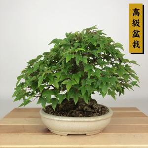 盆栽 楓 樹高 約18cm かえで 高級盆栽 Acer カエデ 紅葉 カエデ科 落葉樹 観賞用 小品 現品