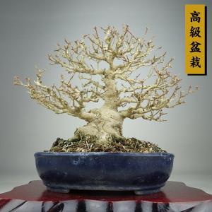盆栽 楓 樹高 約22cm かえで 高級盆栽 Acer カエデ 紅葉 カエデ科 落葉樹 鑑賞 観賞用 現品