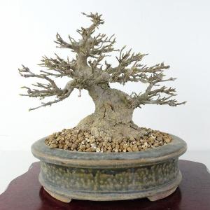 盆栽 楓 樹高 約28.5cm かえで 高級盆...の詳細画像2